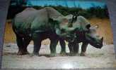 Rhinoceros Black, Wild Animals, Postcard,Africa - Rhinoceros