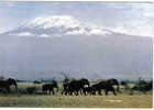 Carte Postale Faune Africaine Elephant The Highest Mountain  édit: Hoa-Qui N° 4310 - Elefantes