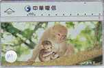 Monkey SINGE AFFE AAP (111) - Jungle