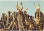 Bénin ?Danses Bassari.Belle Cpsm Coul. - Benin