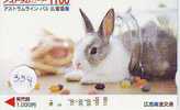 KONIJN Rabbit LAPIN Op Telefoonkaart (354) - Konijnen