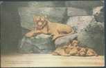 Lion - A Female Lion (Panthera Leo Linnaeus) And Cubs In New York Zoological Park - Lions