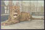 Lion - A Male Lion (Panthera Leo Linnaeus) In Wuhan Zoo, China Vintage Postcard - Lions