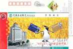 China,postal Stationery,bird,bank Card,pinguins - Pinguini