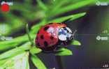 Ladybird Coccinelle Lieveheersbeestje Insect (1) Puzzle Of 4 Phonecards - Coccinelle