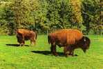 CPSM.CHATEAU DE TOIRY EN YVELINES. LES BISONS. - Elefantes