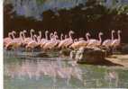 THOIRY EN YVELINES -  Château  -  Groupe De Flamands Roses - Thoiry