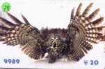 Owl HIBOU Chouette Uil Eule Buho (78) - Adler & Greifvögel