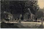 119 - Les GIRAFES Sur Leur Plateau, Bois De Vincennes Paris - Girafes