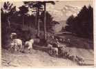 Paysage Alpestre  -  Troupeau De Moutons  -  Carte Photo - Rhône-Alpes