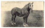 C2436 - Boxeur, 1er Prix Bruxelles 1908, Appartenant à M.Niset De Noville, Fexhe - Breeding