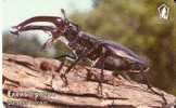 TARJETA DE BULGARIA DE UN ESCARABAJO CIERVO VOLADOR  (INSECT) - Bulgarije