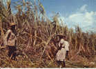 Martinique Canne à Sucre - Landwirtschaftl. Anbau