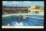 Dolphin - World's Largest Aquatheatre - Aquatarium Is Located On The Gulf Of Mexico St. Petersburg Beach, Florida - Delphine