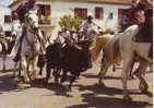 Camargue Gardians Chevaux Taureaux Une Abrivado - Viehzucht