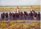 Camargue Gardians Chevaux Taureaux Camargue Terre Des Grands Espaces - Viehzucht