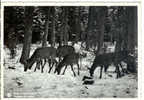 Forêt De SAINT-HUBERT - Troupeau De Biches - 1939 - Saint-Hubert