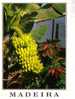 Carte Postale Sur Les Bananes - Bananas Postcards - Cultivation