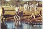 ZEBRES / ZEBRAS - WATERING PLACE IN THE BUSHVELD / SOUTH AFRICA - Zèbres