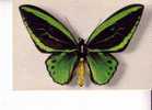 ORNITHOPTERA ARUANRA -  Aru Islande -  Collection Boubée  - N°  2 - Schmetterlinge