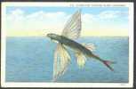 Flying Fish, Catalina Island, California - Vissen & Schaaldieren