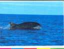 Cpm Dolphin Dauphin   Editée Par Whale And Dolphin Conservation Society - Delphine