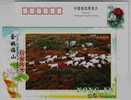 Base Of Goat Breeding,Sheep,CN 05 Yuyao Agriculture & Stock Raising Industry Advertising Pre-stamped Card - Ferme