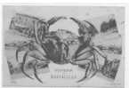 34 // MARSEILLAN, Souvenir, Multivues Autour D'un Crabe, L.J. Albaille, édit N° 405 - Marseillan