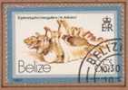 Belize 467 (1980) ;coquillages ; Ob.  Cote :  Eur. - Belize (1973-...)