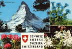 Switzerland / Postcard / Matterhorn 4482m And Flora - Matt