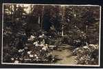 Real Photo Postcard In The Woods Virginia Water Berkshire - Ref B116 - Other & Unclassified