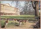 OXFORDSHIRE OXFORD MAGDALEN COLLEGE FAMOUS DEER PARK Animaux Du Parc Cerf Biche Daim  / ARTHUR DIXON  POST CARD /3020A - Oxford