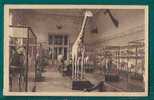 BELGIUM - TERVUREN - MUSÉE Du CONGO BELGE - SALLE Des MAMMIFÉRES  - GIRAFE - NELS  - En Thill - UNUSED POSTCARD - Tervuren