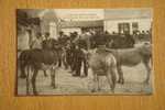 CHALLANS  Le Champ De Foire Aux Bourrins - Challans