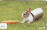 LAPIN Rabbit KONIJN Kaninchen Conejo (406) - Lapins