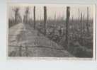 Houthulst - A Traves La Forêt D'Houthulst , Dans La Fossé Carcasse D'aeroplane - Worldwar 1 1914 - 18  FOTO-karte - Houthulst