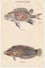 Hawaiian Fishes Series Vintage Postcard, #145/1 Hawaii & South Seas Curio Co, Ala-Ihi And Akilolo - Autres & Non Classés