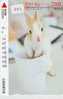 Carte Japon - Kaninchen LAPIN (482) Rabbit  KONIJN  Conejo Animal Tier - Lapins