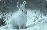 Deutschland - Germany - PD 13/02 - Arktische Tierwelt - Schneeschuhhase - Rabbit - Lapins