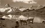 Grindelwald Bachsee Am Faulhorn (vaches - Grindelwald