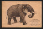 Olifant Elephants - Elefantes