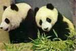 Animaux - Giant Panda - Pekin Zoo - Osos