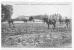 84 // CARPENTRAS / MAISON FENOUIL, Pépinières Du Chateau De La Plaine, ANIMEE, N° 4 F BEAU Photo - Carpentras