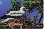 RED FOOTED BOOBY  - Sula Sula ( Cayman Islands 11CCID.../B )  *** Bird Oiseau Birds Oiseaux Ave Pajaro Vogel Ucello * - Cayman Islands