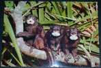 Animals,Monkeys,Tamarinus Mystax,postcard - Singes