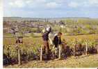 VENDANGES EN BOURGOGNE - - Bourgogne