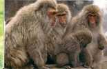 SINGE - MACAQUE / MONKEY / AFFE - Singes