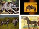 4 Carte De Zèbres  - Zebra Postcards - Zebras