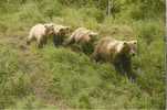 OURS BRUN / BROWN BEAR / BÄR - Osos