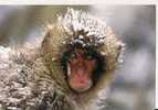 SINGE DES NEIGES - MACAQUE ( JAPON ) - MONKEY / AFFE - Singes